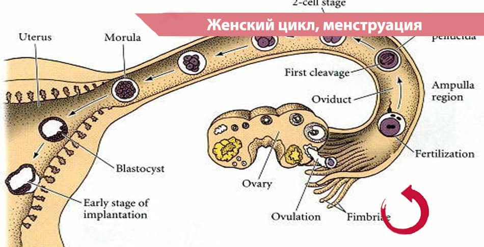 Простая инфографика: женский цикл, менструация и средства гигиены для подростка